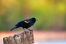 Redwing Blackbird. 