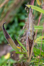Macro View Of A Naturally Dried Swamp Milkweed Pod Splitting Open In A Sunny Autumn Garden
