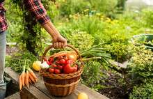Growing You Own Food Concept. Person Holding Basket Of Vegetables From Garden. 