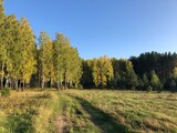 Fototapeta Natura - autumn landscape with trees