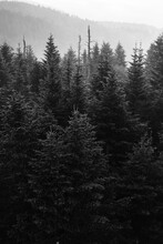 Black And White Trees In Smoky Mountains National Park
