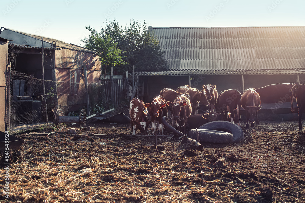 Herd of cows in paddock on farm