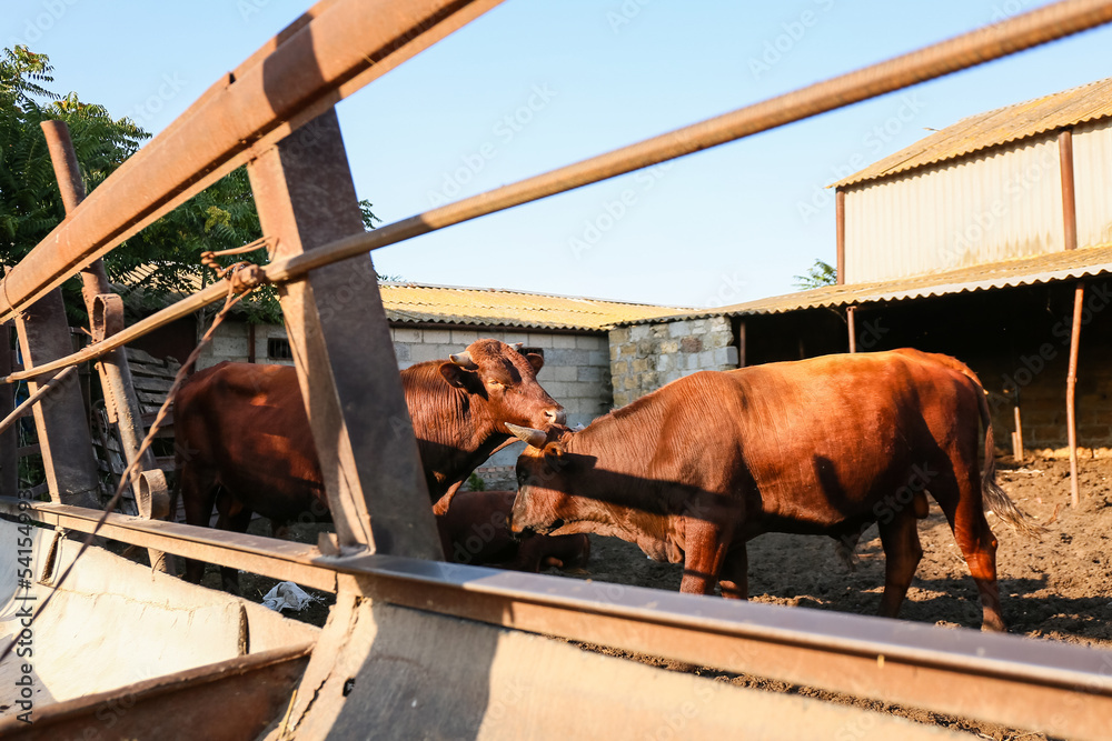 Adult cows in paddock on farm