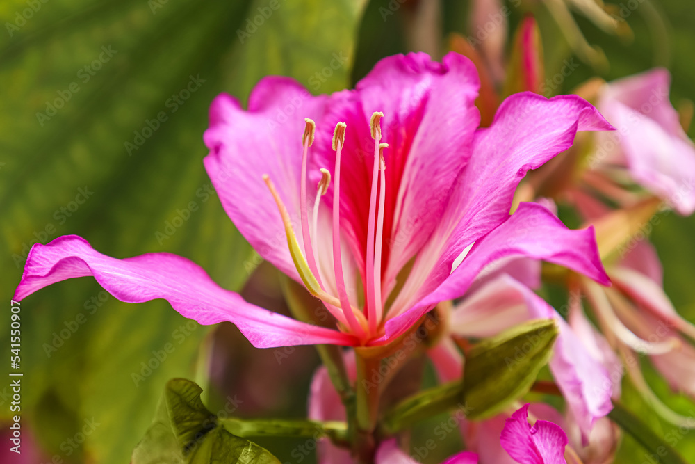 Closeup view of beautiful flower on sunny day