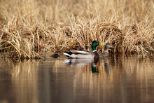 Two Mallard Ducks Swimming In The Pond With Yellow Reed.