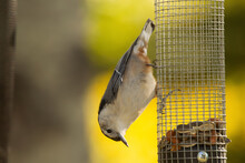 White Breasted Nuthatch Perched On The Feeder With Seeds And Nuts.