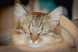 © Gigi Campanile - RITRATTO DI UN GATTO CHE DORME