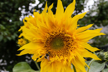 Wall Mural - image of yellow sunflower and bumblebee