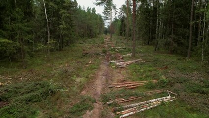 Wall Mural - Deforestation forest and Illegal logging. Cutting trees. ​Stacks of cut wood. Wood logs, timber logging, industrial destruction. Forests illegal disappearing. Environmetal and ecological issues