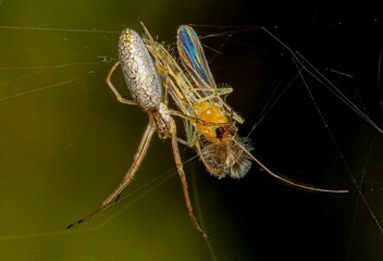 Closeup shot of an insect in the spider web
