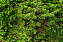 Green Moss Closeup Texture. Forest Ground Macro Background. Moss Growing On Tree Bark. Turf Texture. Foliage Green Plant Pattern. Lichen Detailed Macro Backdrop. Tree Trunk Texture.