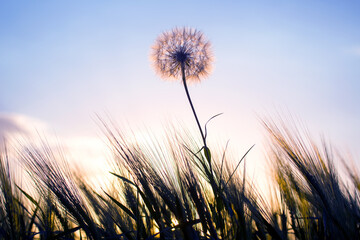 Wall Mural - Dandelion among the grass against the sunset sky. Nature and botany of flowers