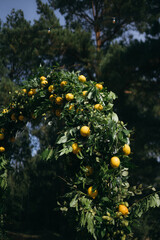 Wall Mural - Wedding arch is decorated with green leaves and lemons.