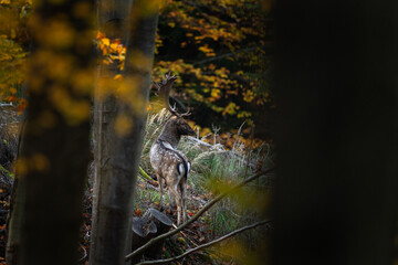 Wall Mural - Fallow deer during rutting time. Bull of deer in the forest. European nature during autumn. Wildlife in the colourful wood.
