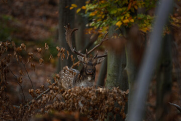 Wall Mural - Fallow deer during rutting time. Bull of deer in the forest. European nature during autumn. Wildlife in the colourful wood.