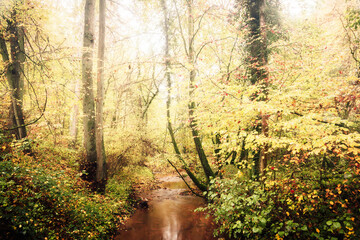 Wall Mural - Hiking in the autumn fall countryside of the Saarland in Golden October Germany, Europe