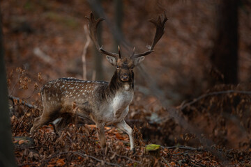 Poster - Fallow deer during rutting time. Bull of deer in the forest. European nature during autumn. Wildlife in the colourful wood.