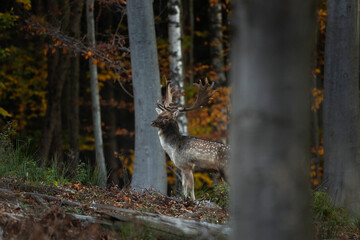 Wall Mural - Fallow deer during rutting time. Bull of deer in the forest. European nature during autumn. Wildlife in the colourful wood.