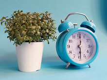 A Blue Alarm Clock Stands Next To The Plant. Early Morning. The Concept Of Larks.