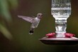 Closeup of an adorable hummingbird hovering by the bird water feeder