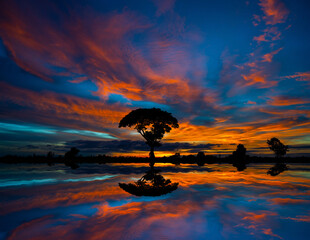 Wall Mural - Vertical silhouette tree in africa with sunset.Tree silhouetted against a setting sun reflection on water.Typical african sunset with acacia trees in Masai Mara, Kenya.