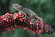 A tokay gecko is basking in the weft of an anthurium. This reptile has the scientific name Gekko gecko.