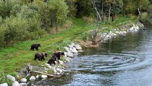 Mother Brown Bear Leaps Into The Brooks River And Catches A Salmon, Her Four Young Cubs Watching From The Riverbank
