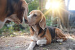 A couple of beagle dog  got love expression by kiss each other.