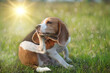A cute beagle dog scratching her body in the park under the afternoon sun.