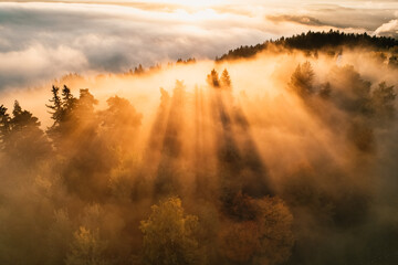 Foggy forest with sun rays. Top view from drone of mountain valley in low clouds. Aerial view of mountain peak with green trees in fog