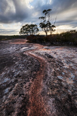 Rocks leading to a tree in Brisbane Water National Park