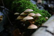 wilde Pilze im Wald unknown species