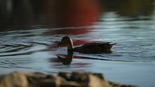 Duck Dipping Head Under Water Sifting For Seeds Or Insects, Silhouette Pan