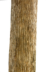 Aufkleber - Trunk of a Tree Isolated On White Background