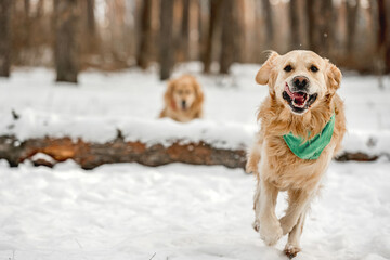 Wall Mural - Golden retriever dogs in winter time