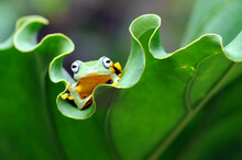 Close-up Of A Flying Tree Frog On A Leaf, Indonesia