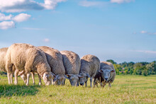 Five Sheep Standing In A Row Grazing In A Field, East Frisia, Lower Saxony, Germany