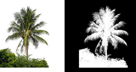 Poster - Coconut tree on  white picture background with clipping path and alpha channel on black background