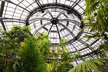 Low Angle View Of A Greenhouse Ceiling And Plants