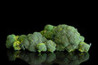 Broccoli isolate with reflection on a black background. Lots of broccoli.
