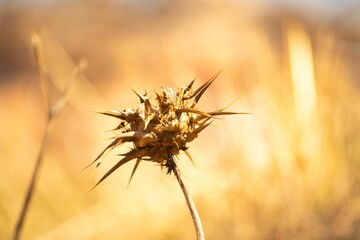 Canvas Print - Thistle dry flower isolated with blurredbackground.