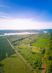 Wall Mural - Aerial view of Bien Ho Che or Bien Ho tea fields, Gia Lai province, Vietnam. Workers of the tea farm are harvesting tea leaves in the early morning.