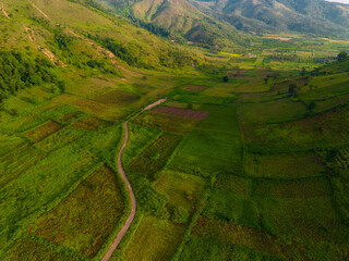 Wall Mural - Aerial view of Bien Ho Che or Bien Ho tea fields, Gia Lai province, Vietnam. Workers of the tea farm are harvesting tea leaves in the early morning.