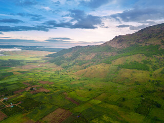 Wall Mural - Aerial view of Bien Ho Che or Bien Ho tea fields, Gia Lai province, Vietnam. Workers of the tea farm are harvesting tea leaves in the early morning.