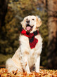 golden retriever dog in autumn wearing a scarf