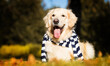 golden retriever dog in autumn wearing a striped scarf