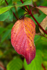 Wall Mural - common dogwood autumn leaves colour during the november fall showing a green shield bug insect on a 