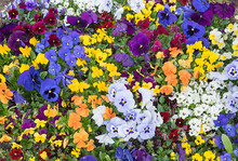 Flower Bed With Pansies In Various Colors