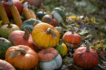 Wall Mural - pumpkins in autumn Thanksgiving card