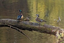 Female And Male Wood Ducks, Aix Sponsa On The Log.